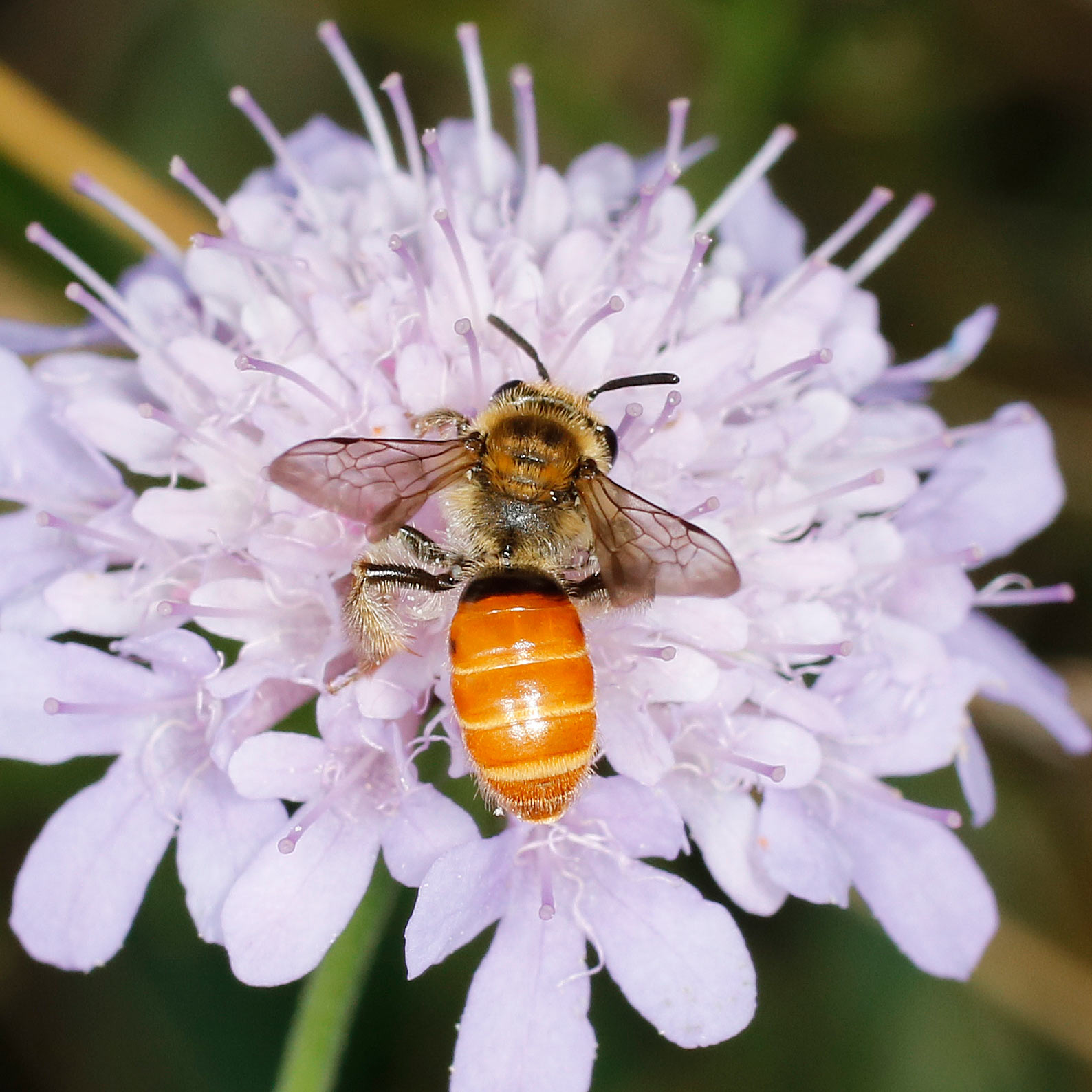 Apidae Andreninae da identificare